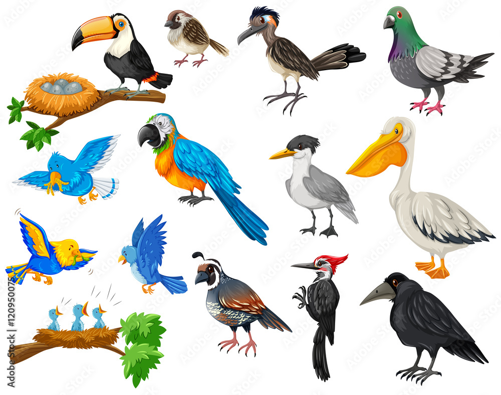 Obraz premium Different kinds of birds set