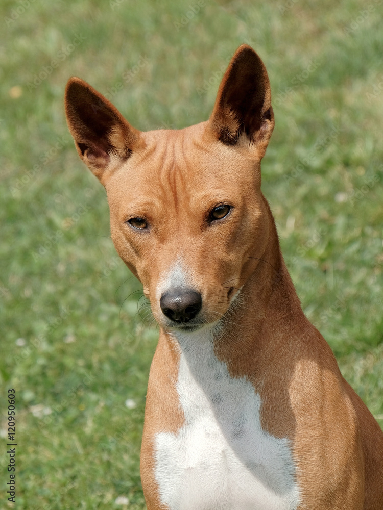 Typical Basenji dog in the garden