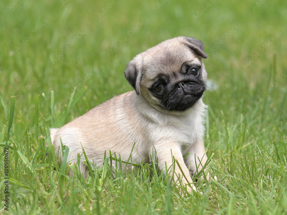 Typical Pug dog  in the  garden