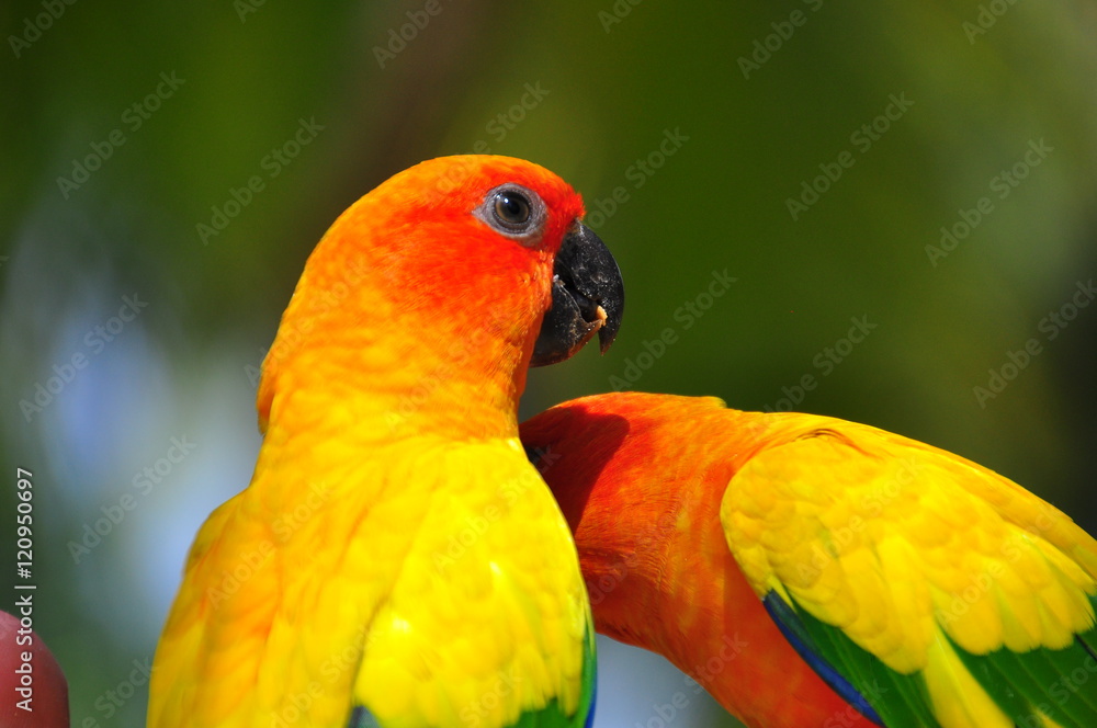 Perroquet tropical Perroquet tropical