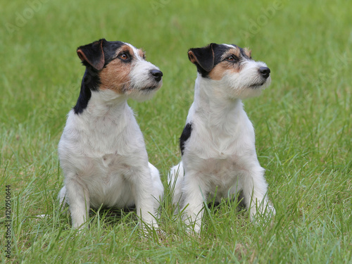 Typical two Jack Russell Terriers in the garden