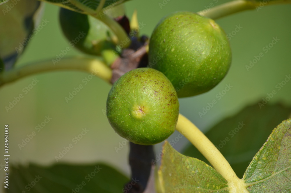 Früchte der Echten Feige (Ficus carica)