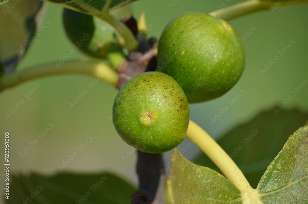 Früchte der Echten Feige (Ficus carica) Früchte der Echten Feige (Ficus carica)