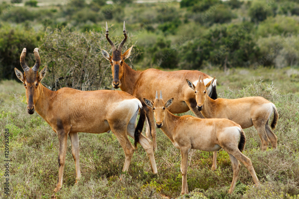 The Family - Red Harte-beest - Alcelaphus buselaphus caama The Family - Red Harte-beest - Alcelaphus buselaphus caama