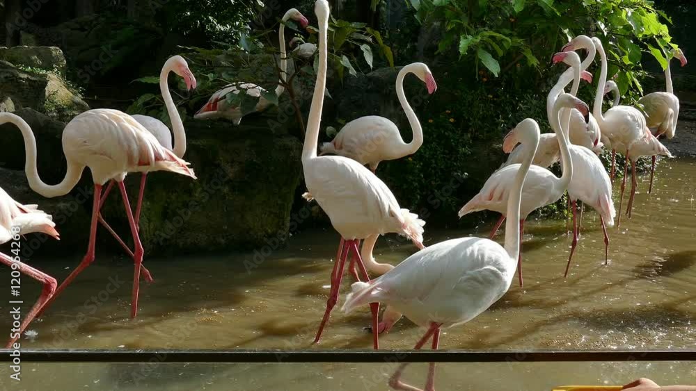 people feeding herd of pink flamingo bird animal in swamp people feeding herd of pink flamingo bird animal in swamp