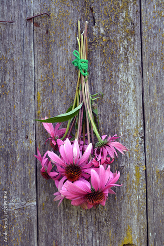 Fototapeta Naklejka Na Ścianę i Meble -  Bunch of medical echinacea flowers hanging