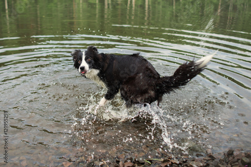 Border collie in water