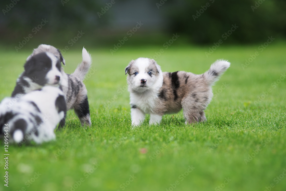 Border collie puppy Border collie puppy