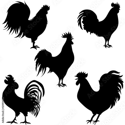 rooster silhouettes on the white background