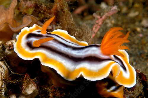 Colorful marine snail
