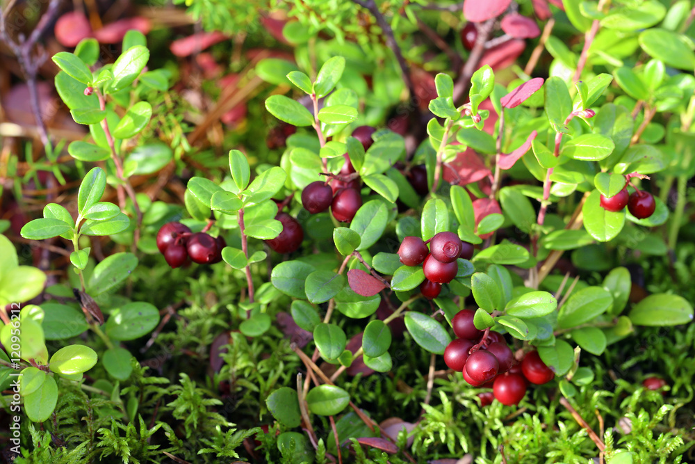 Leaves and bunches of ripe cranberries Leaves and bunches of ripe cranberries