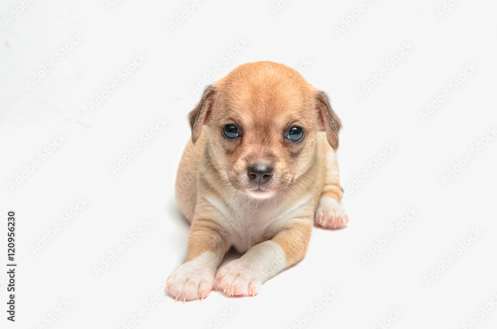 cute chihuahua puppies lying on white background