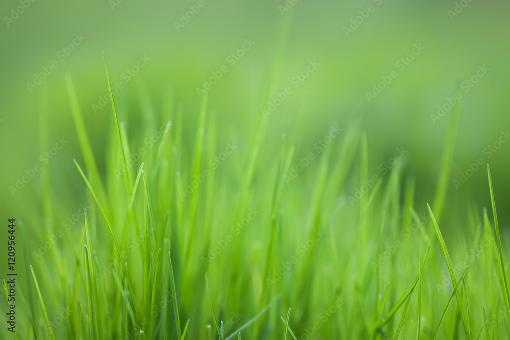 Grass field textured background, macro view. Green color energy concept soft focus.