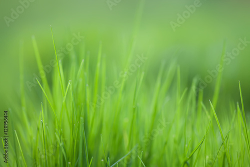 Grass field textured background, macro view. Green color energy concept soft focus.