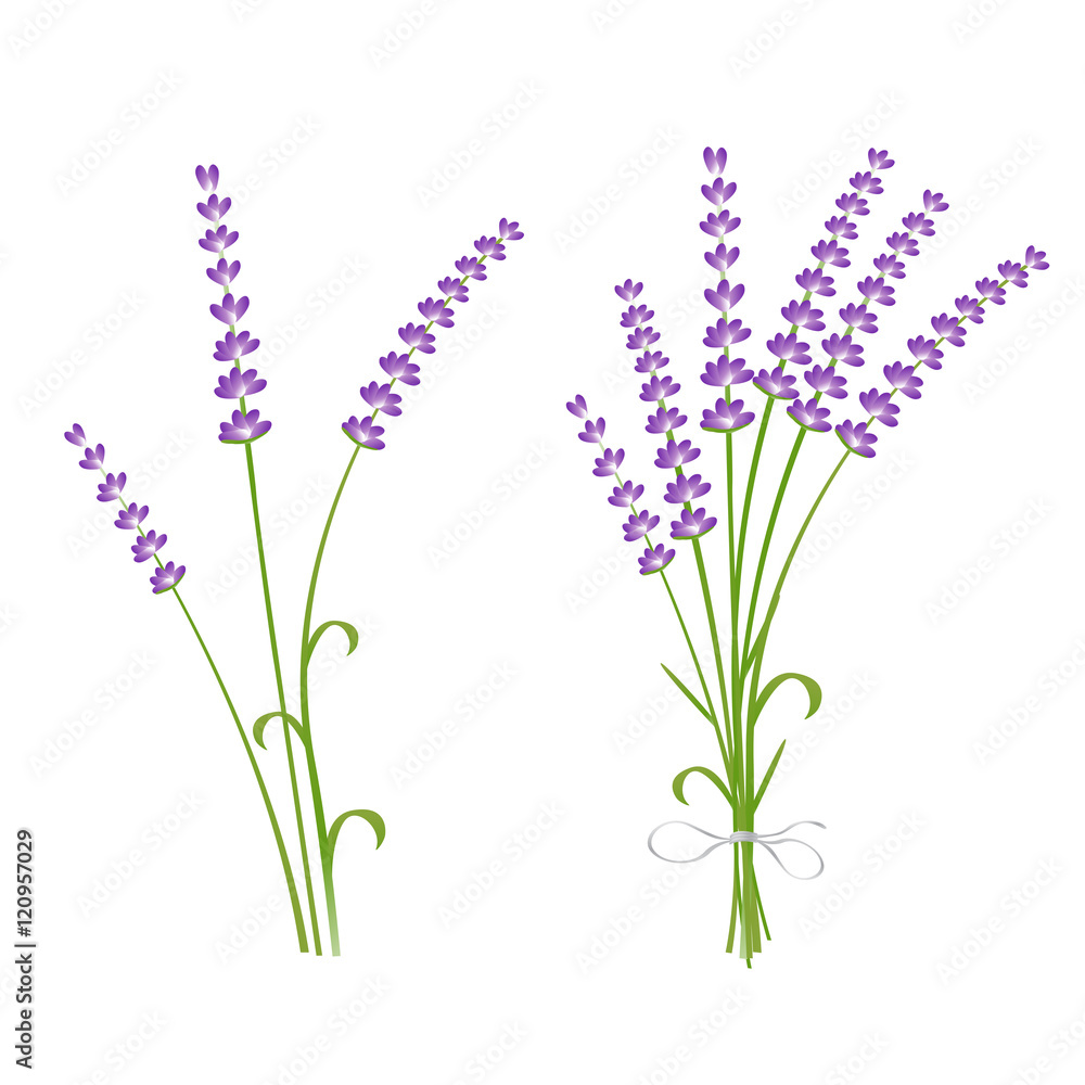 Fototapeta premium Fresh cut fragrant lavender plant flowers bunch and single 2 realistic icons set isolated vector illustration