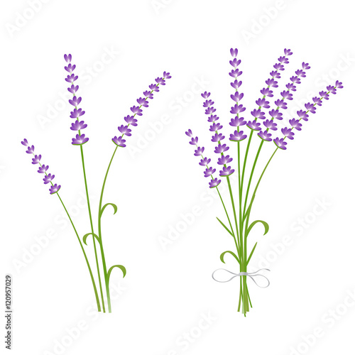 Fototapeta Naklejka Na Ścianę i Meble -  Fresh cut fragrant lavender plant flowers bunch and single 2 realistic icons set isolated vector illustration