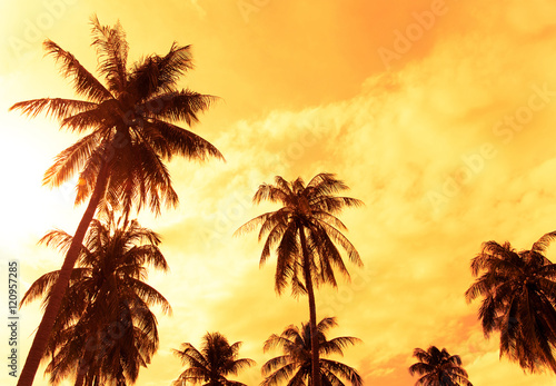 Palm tree and sky for background