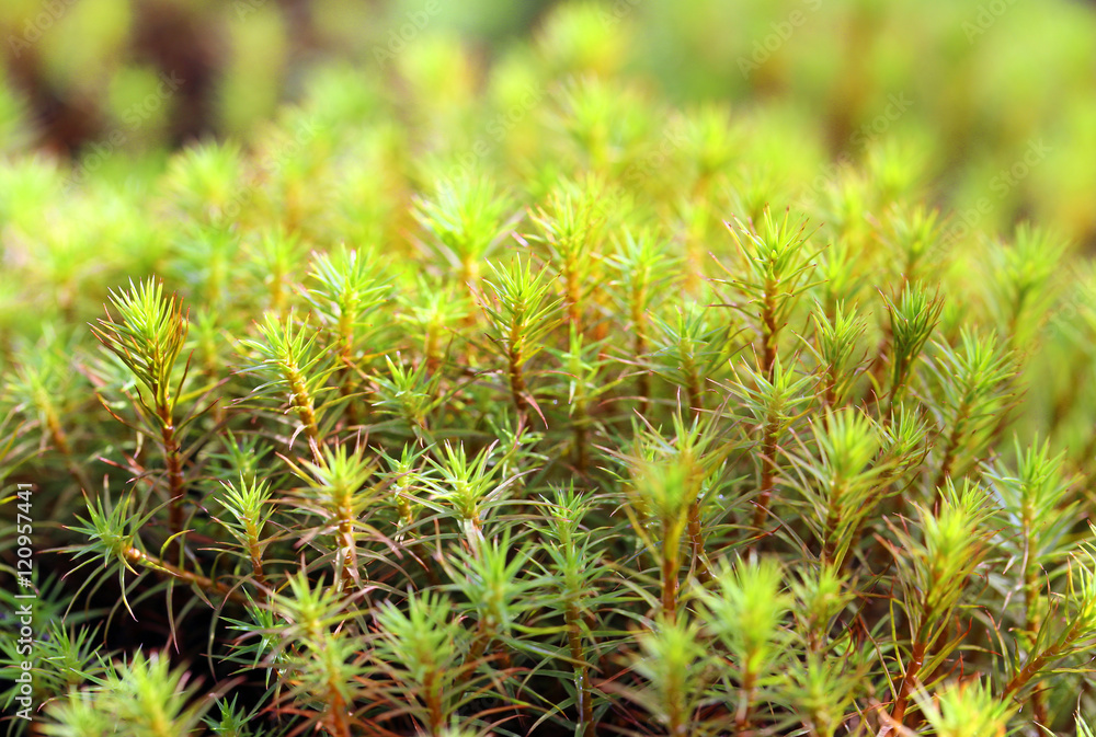 Polytrichum commune. Moss closeup on the Yamal Peninsula Polytrichum commune. Moss closeup on the Yamal Peninsula