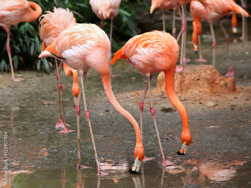 Duo de flamants roses