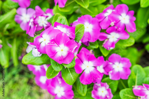 Watercress,vinca flower bush pink white bloom green leaf bright vibrant
