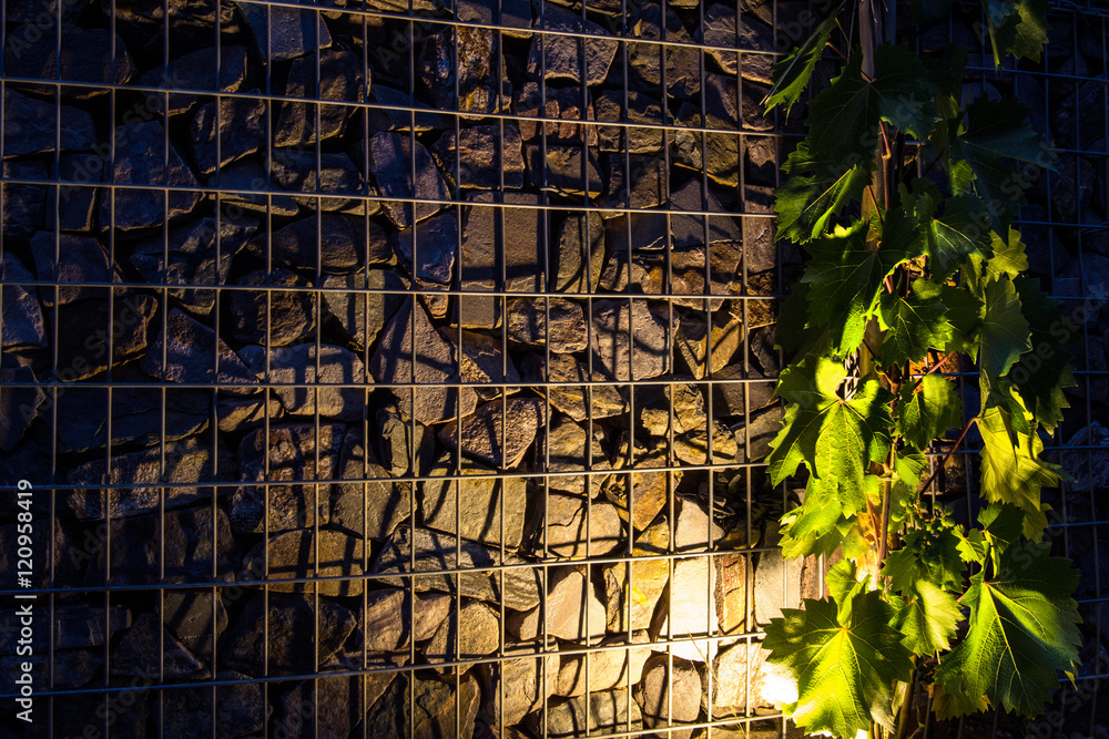 Fototapeta premium Weinstock am Mauer