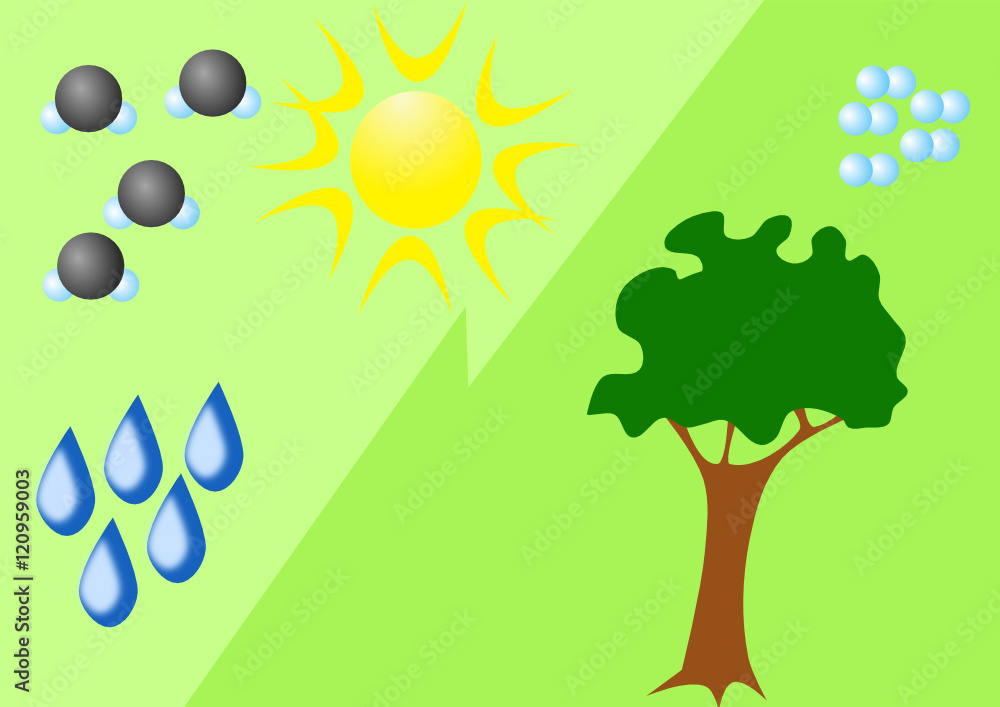 Photosynthesis cartoon diagram Stock Vector | Adobe Stock