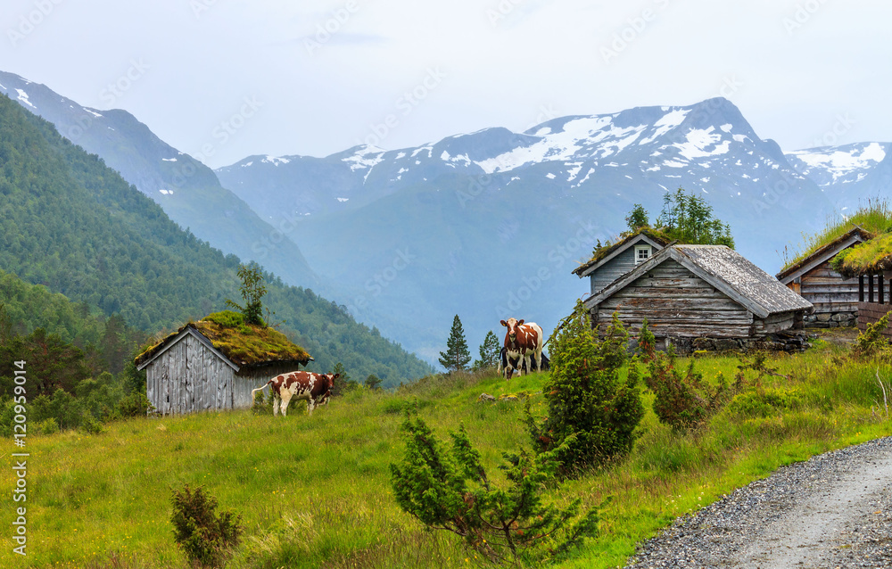 Mountain pasture with cows in Norway