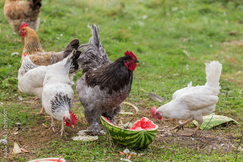 hen and rooster eating watermelon