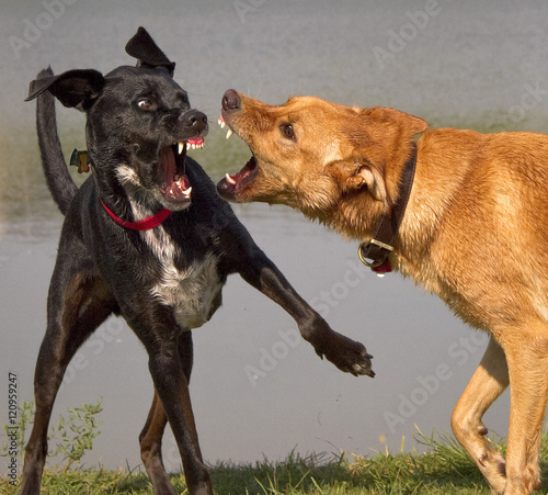 Two mutts ferociously challenging each other before a pond