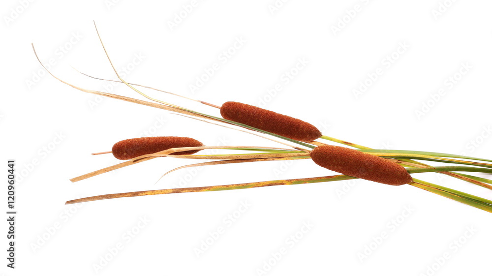 reeds isolated on white background reeds isolated on white background