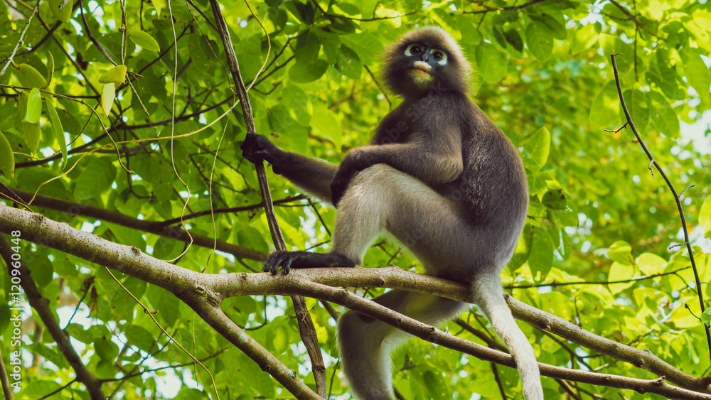 Fototapeta premium Dusky leaf monkey, Langur in forest