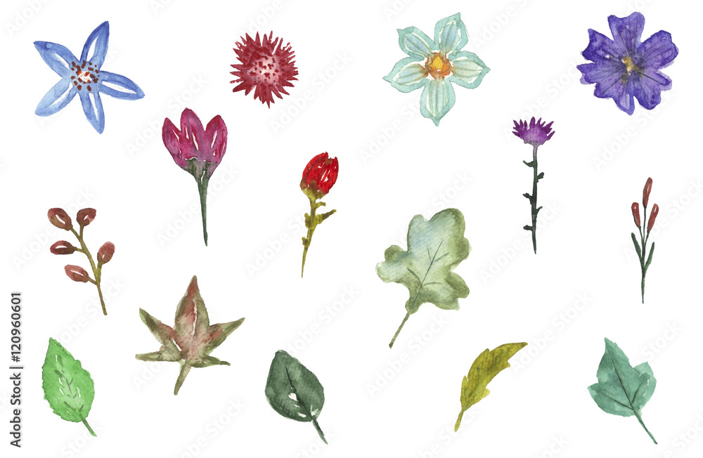 Set of watercolor flowers and leaves