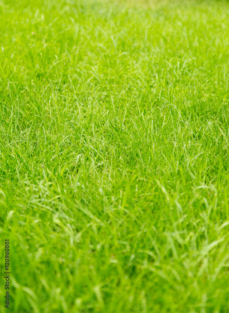 Green lawn grass, background, texture Green lawn grass, background, texture