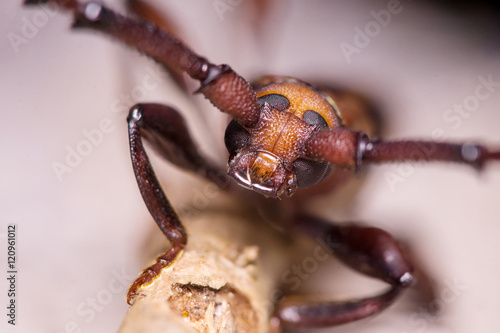 Quadro su tela Pectinate Antenna Beetle, Brown Longhorn Beetle on a tree