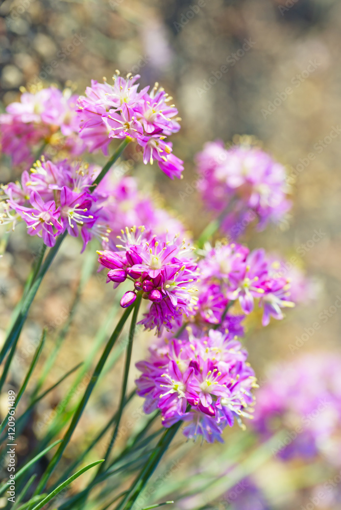 Wild onion Wild onion