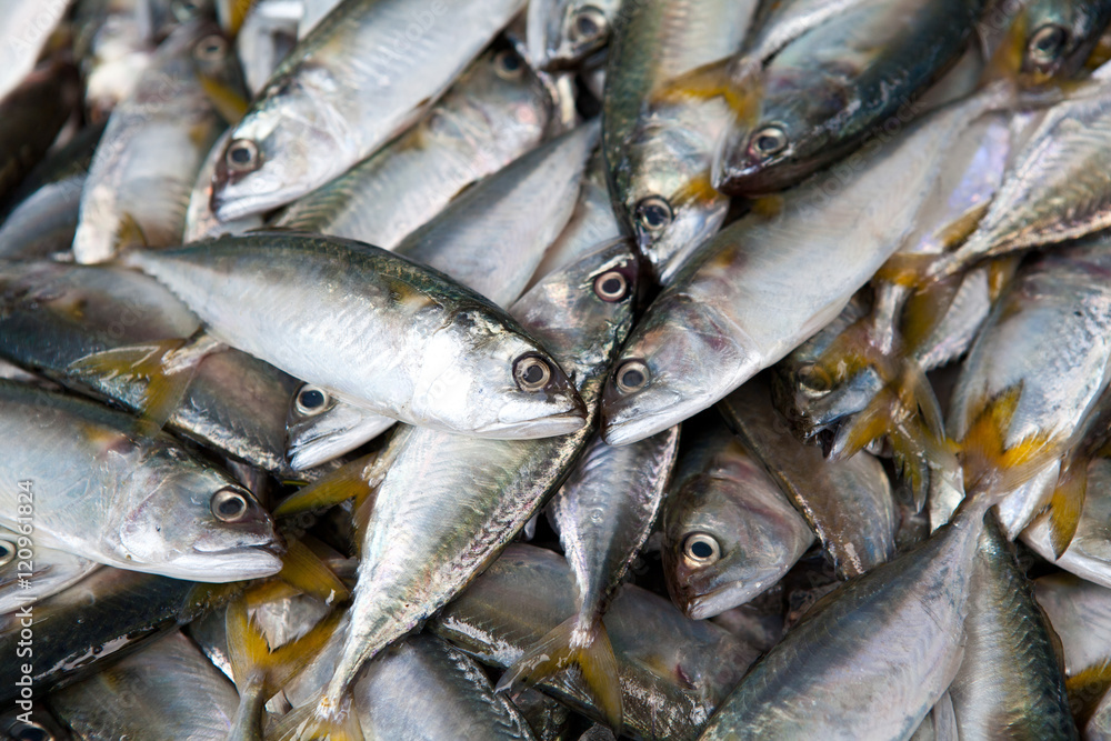 Fresh raw mackerel fish Fresh raw mackerel fish