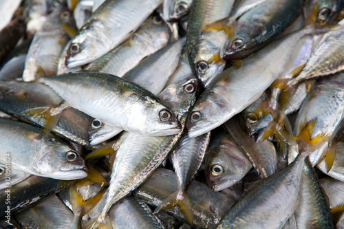 Fresh raw mackerel fish 