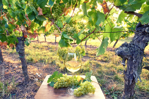frischer Wein im Weinglas in den Weinbergen © Jenny Sturm