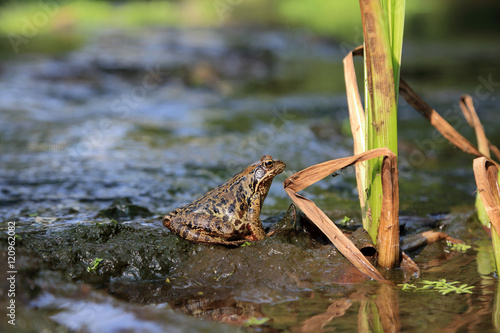 Żaba, ropucha siedzi na bagnie.