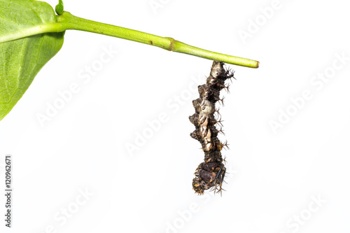 Mature caterpillar of the commander butterfly photo