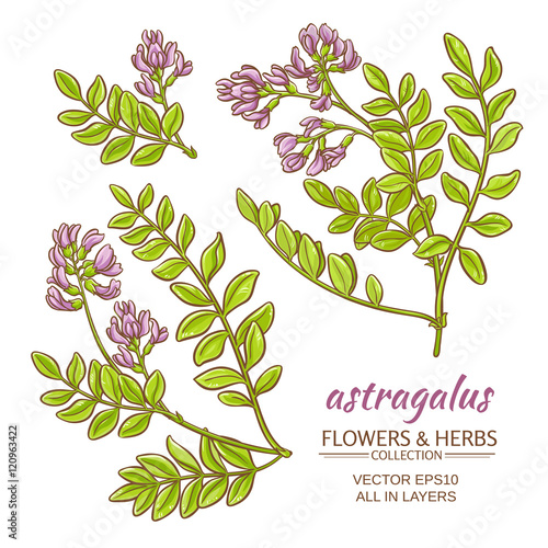astragalus vector set
