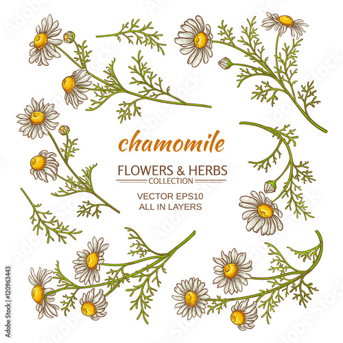 chamomile vector set