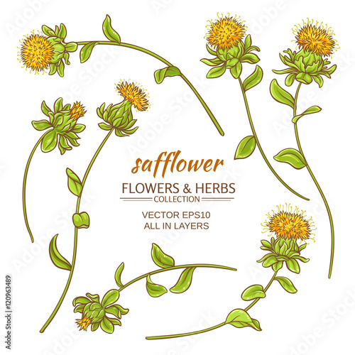 Canvas-taulu safflower vector set