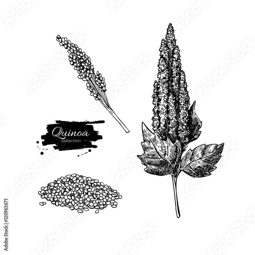 Quinoa vector superfood drawing. Isolated hand drawn  illustrati