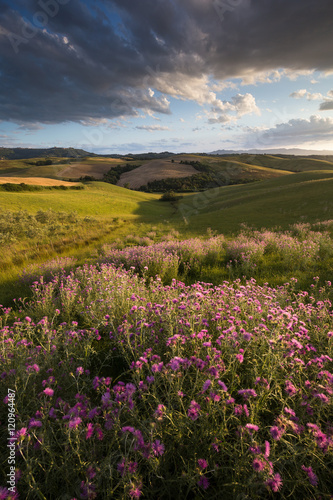 Thistles