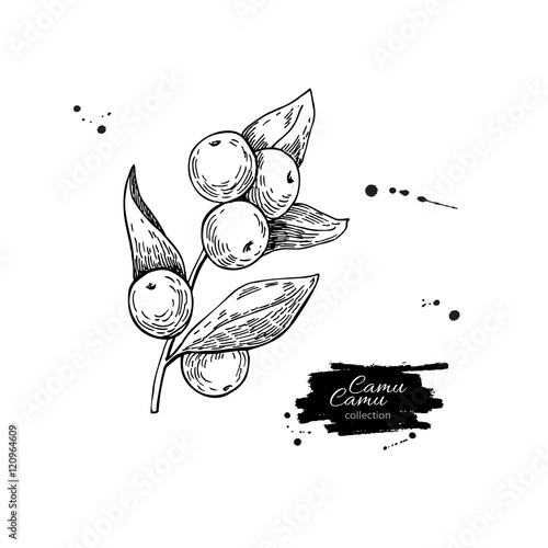 Camu camu vector superfood drawing. Isolated hand drawn  illustr photo