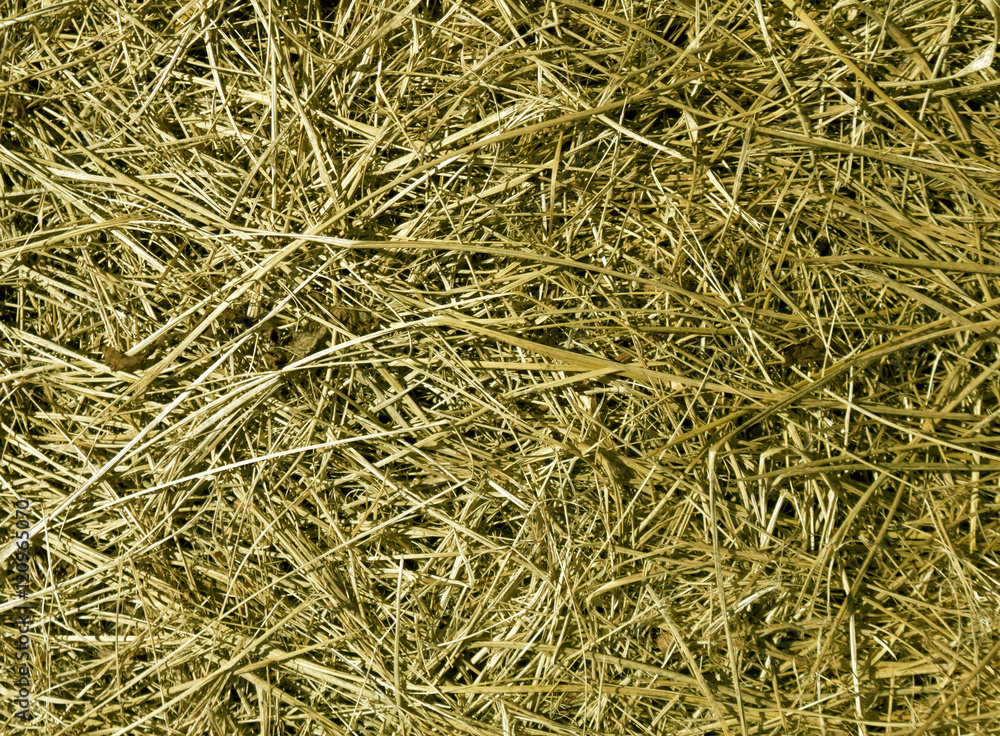 Dry grass texture.