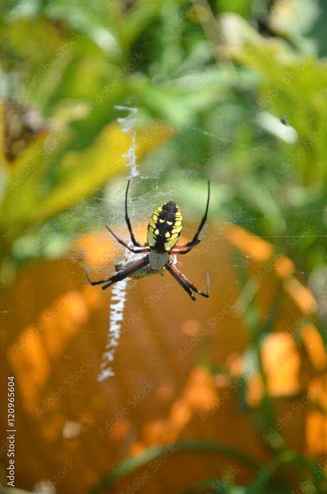 Zipper Spider web in pumpkin patch Zipper Spider web in pumpkin patch