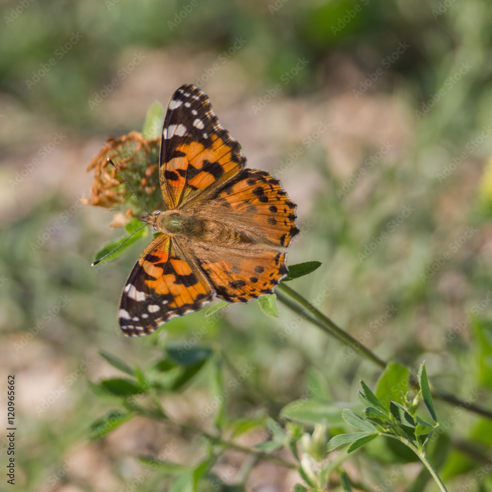 Schmetterling (Distelfalter) sitzt auf Blüte Schmetterling (Distelfalter) sitzt auf Blüte