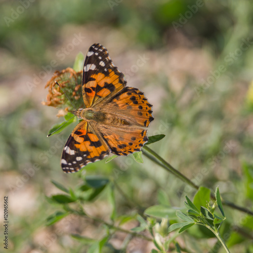 Schmetterling (Distelfalter) sitzt auf Blüte